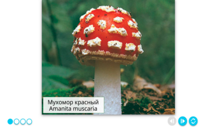 Наглядная биология. Растения. Грибы. Бактерии Наглядная биология. Растения. Грибы. Бактерии Наглядная биология. Растения. Грибы. Бактерии