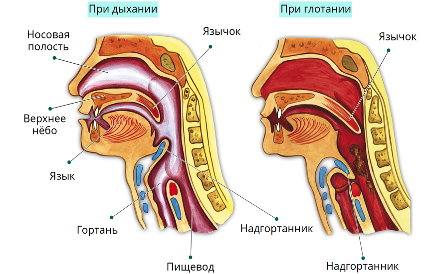 Наглядная биология. Человек. Строение тела человека Наглядная биология. Человек. Строение тела человека Наглядная биология. Человек. Строение тела человека Наглядная биология. Человек. Строение тела человека Наглядная биология. Человек. Строение тела человека Наглядная биология. Человек. Строение тела человека